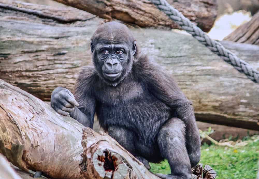 The Chimpanzee of Taronga Zoo Photographed by a Visitor (Photo Courtesy of Jonny Melon 2026)