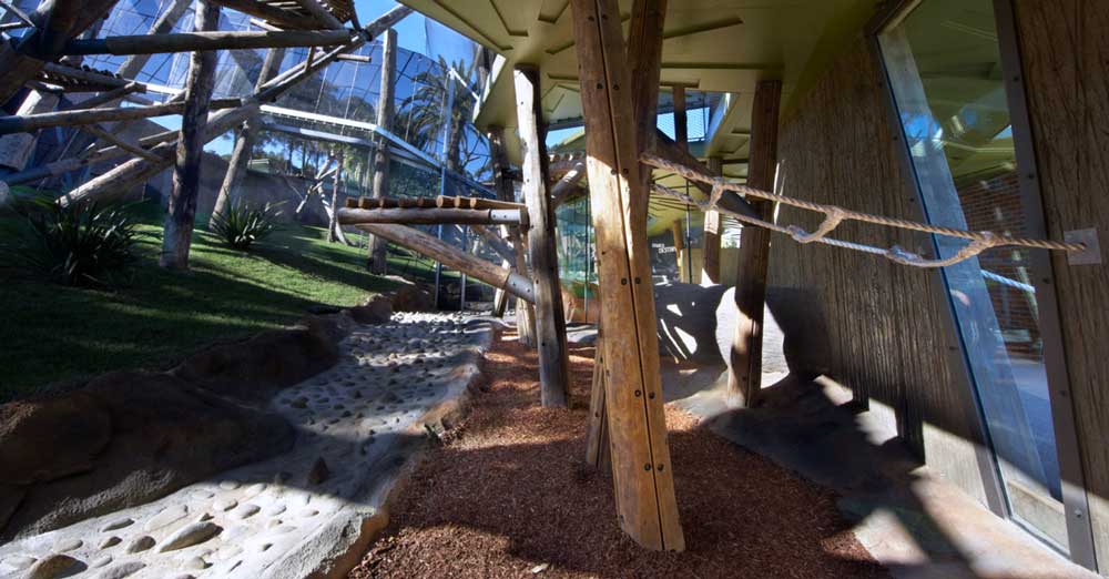 The Design of the Taronga Zoo Chimpanzee Exhibit (Photo Courtesy of Jackson Teece Architecture 2026)